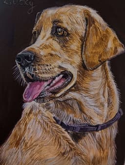 Good Boy