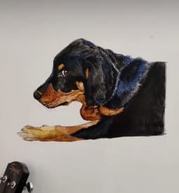 Dachshund